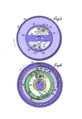 Fig. 5. Schnitt durch C--C von Fig. 2Fig. 6. wie Fig. 5 mit Schwungrad und Halterung entfernt28 Drehfeder