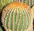 Uebelmannia pectinifera subsp. flavispina