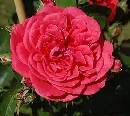 ‘Uetersens Rosenkönigin’,Kordes, 2009