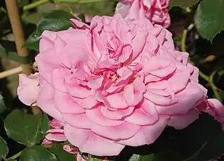 ‘Uetersens Rosenprinzessin’,Kordes, 2009