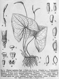 Tribus Zomicarpeae: Illustration von Ulearum sagittatum