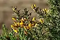 Stechginster (Ulex europaeus)