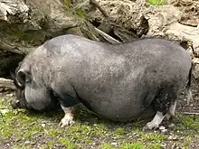 Hängebauchschwein im Streichelzoo
