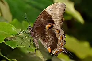 Papilio ulysses