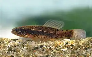 Europäischer Hundsfisch