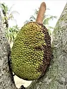 Brotfrucht
