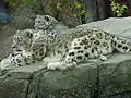 Schneeleoparden