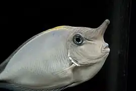 Nasendoktorfisch