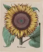 Sonnenblume, Museum of Fine Arts, Boston