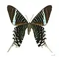 Bauchseite
