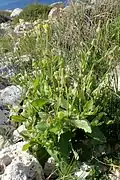 Urospermum picroides (untere Blätter; auch als Salat, Knospen wie „Deutsche Kapern“)