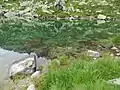 Blauseeli