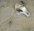 Fundsituation eines Höhlenbären(Ursus deningeri)
