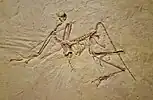 Urvogel (Archaeopteryx bavarica), Oberer Jura der Solnhofener Plattenkalke, ca. 150 Mio. Jahre, Solnhofen, Bayern