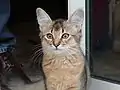 Jungkatze (4 Monate alt)