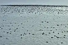 Accumulation of birds on Ismaninger Speichersee