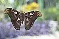 Eierlegendes Weibchen des Atlasspinners (Attacus atlas)