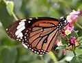 Danaus genutia