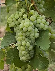 Merlot Blanc