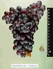 Negro Amaro, Negroamaro
