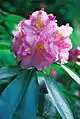 Rhododendron ‚Von Oheimb Woislowitz‘