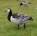 Weißwangengans (Branta leucopsis)