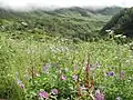 Wiese mit Wildblumen im Tal