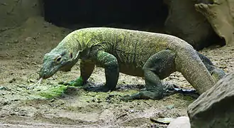 Komodowaran (Varanus komodoensis)