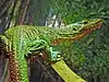 Varanus doreanus