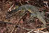Varanus marmoratus