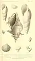 Pereiraea gervaisi (Figur 7)