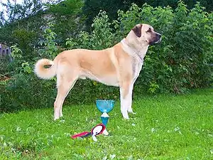 Anatolischer Hirtenhund