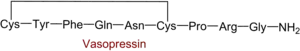 Primärstruktur von Adiuretin