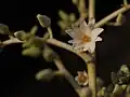 Blüte