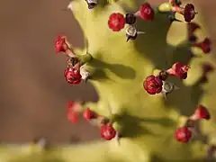 Blütenstand und Einzelblüten