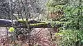 Vegetation 14 jahre nach Kyrill