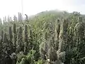 Vegetation im Gipfelbereich