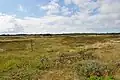 Heide mit Wasserflächen bei Vejers