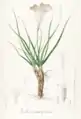 Vellozia albiflora