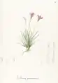 Vellozia graminea