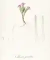 Vellozia pusilla