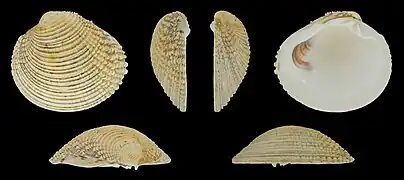 Venus verrucosa verrucosaLinke Klappe