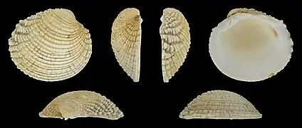 Venus verrucosa simulansRechte Klappe