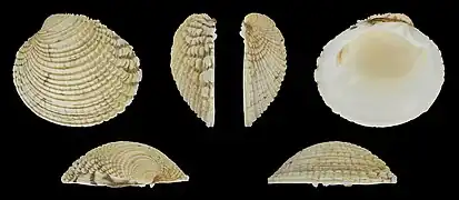 Venus verrucosa simulansLinke Klappe