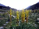 Bestand der Großblütigen Königskerze im Nationalpark Pirin