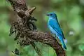 In Indien im Dandeli-Wildreservat