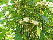 Afrikanische Blattgemüse (Bitterblatt Gymnanthemum amygdalinum Syn.: Vernonia amygdalina), (Süßes Bitterblatt Baccharoides hymenolepis), (in Nigeria auch Pterocarpus soyauxii, Gongronema latifolium), Piper guineense, Atama (Heinsia crinita), Editan  (Lasianthera africana)