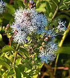 Blüten von Vernonia galamensis