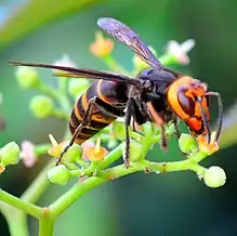V. c. var. flavofasciata(Japan)