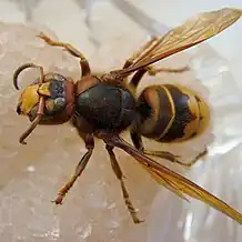 V. c. var. crabro(Nordeuropa)